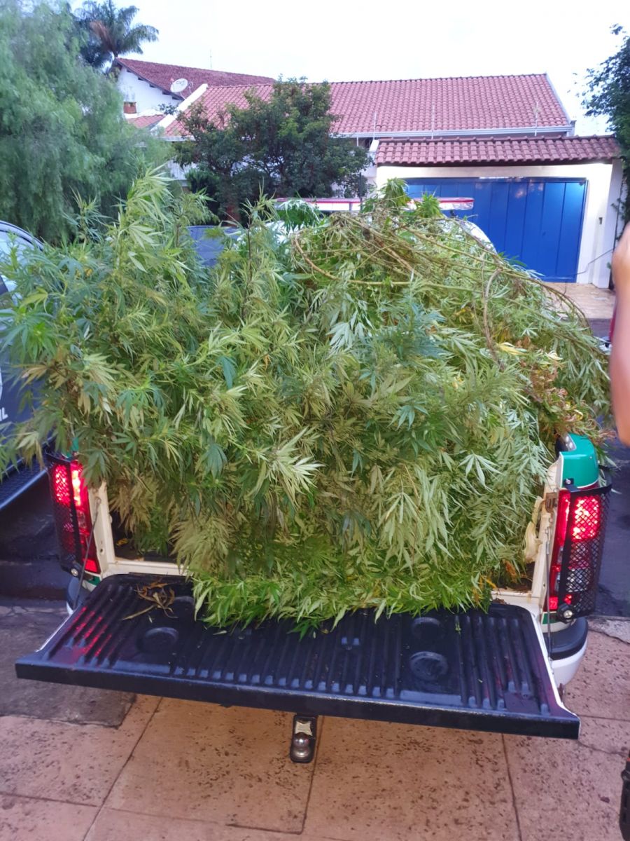 Plantação Localizada pelo BAEP